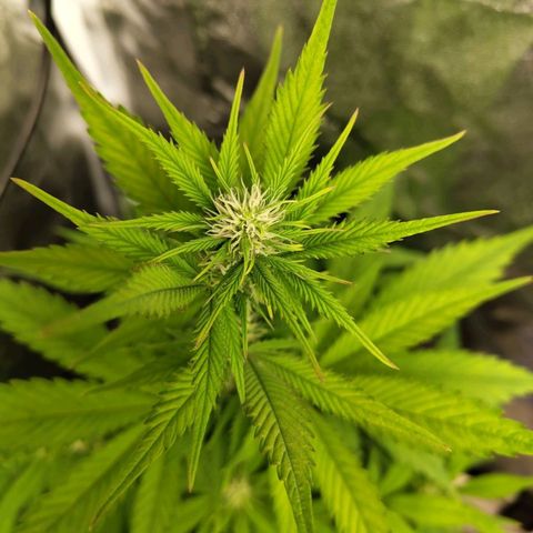 Grapefruit'matic growlog timeline photo