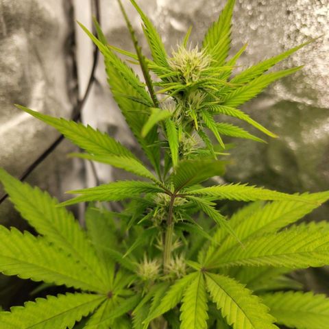 Grapefruit'matic growlog timeline photo