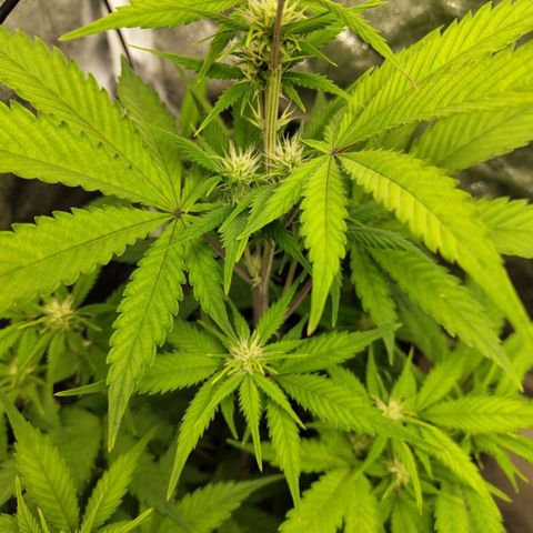 Grapefruit'matic growlog timeline photo