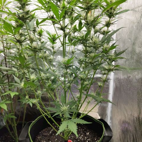 Lemon AK growlog timeline photo