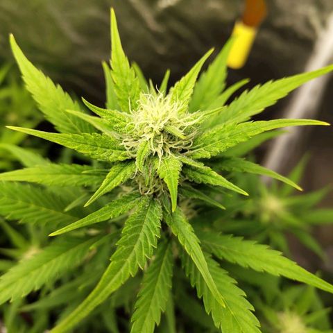 Lemon AK growlog timeline photo
