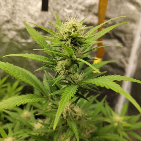 Lemon AK growlog timeline photo