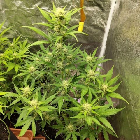 Lemon AK growlog timeline photo