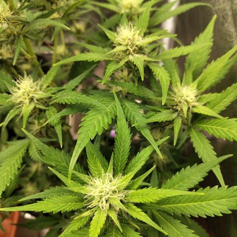 Lemon AK growlog timeline photo