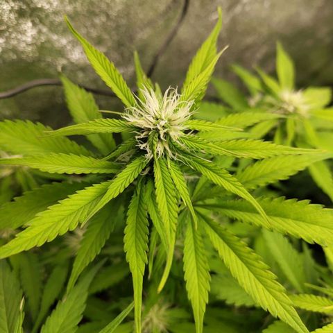 Gorilla Cookies Auto growlog timeline photo