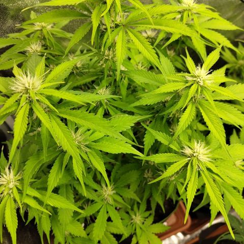 Gorilla Cookies Auto growlog timeline photo