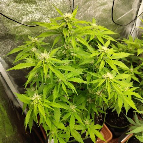 Gorilla Cookies Auto growlog timeline photo