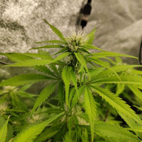 Gorilla Cookies Auto growlog timeline photo