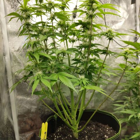 Gorilla Cookies Auto growlog timeline photo