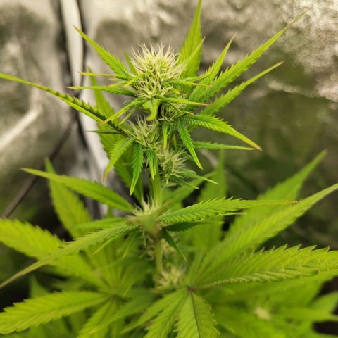 Grapefruit'matic growlog timeline photo