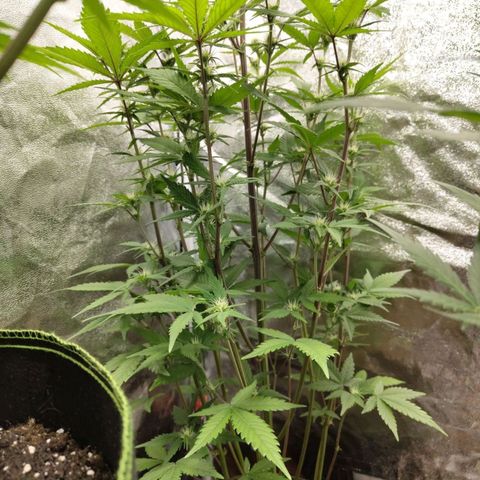 Grapefruit'matic growlog timeline photo