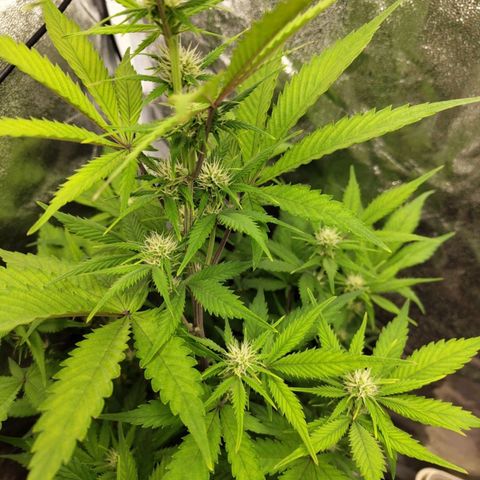 Grapefruit'matic growlog timeline photo