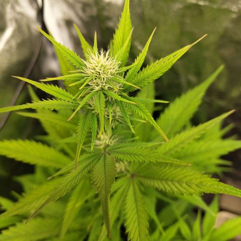 Grapefruit'matic growlog timeline photo