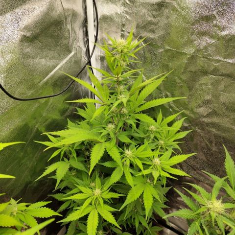 Grapefruit'matic growlog timeline photo