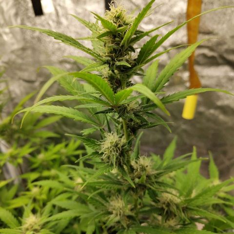 Lemon AK growlog timeline photo