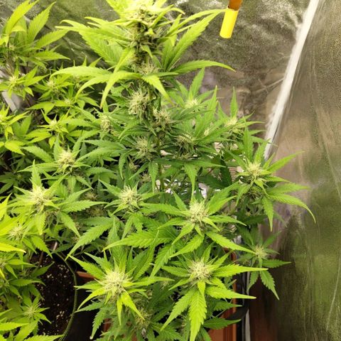 Lemon AK growlog timeline photo