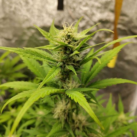 Lemon AK growlog timeline photo