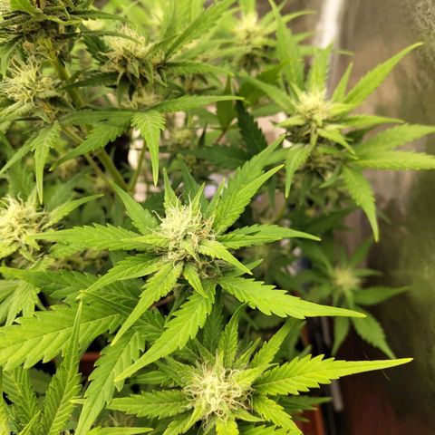 Lemon AK growlog timeline photo