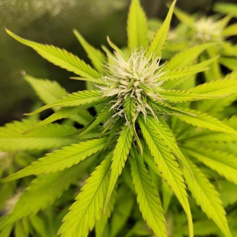 Gorilla Cookies Auto growlog timeline photo