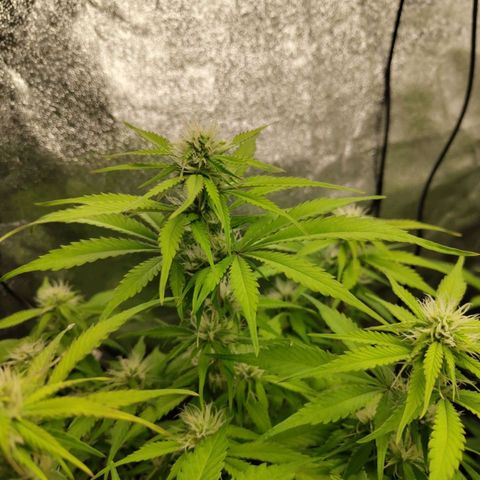 Gorilla Cookies Auto growlog timeline photo