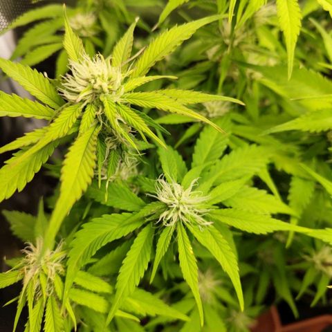 Gorilla Cookies Auto growlog timeline photo