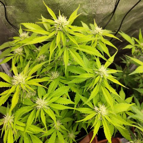 Gorilla Cookies Auto growlog timeline photo