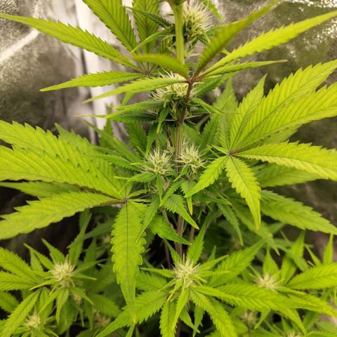 Grapefruit'matic growlog timeline photo
