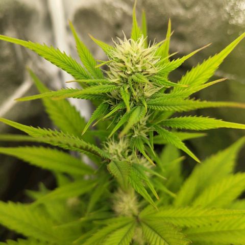 Grapefruit'matic growlog timeline photo