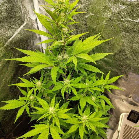 Grapefruit'matic growlog timeline photo