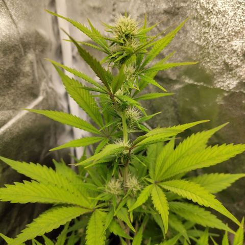 Grapefruit'matic growlog timeline photo