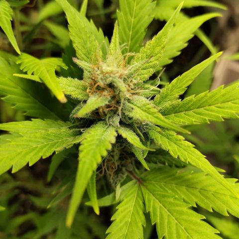 Lemon AK growlog timeline photo