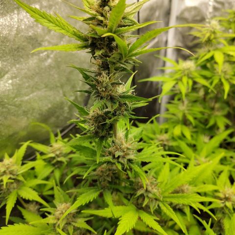 Lemon AK growlog timeline photo