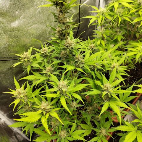 Lemon AK growlog timeline photo