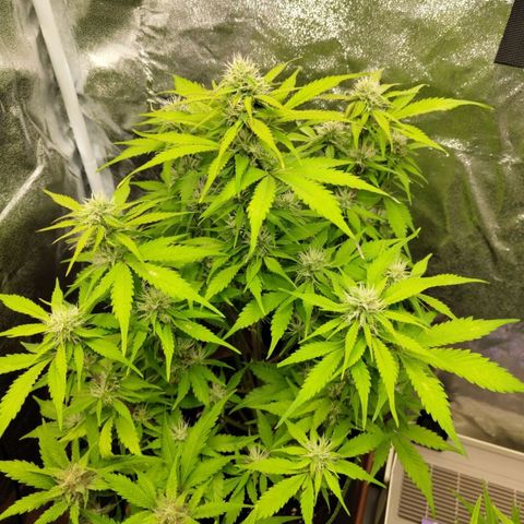 Gorilla Cookies Auto growlog timeline photo