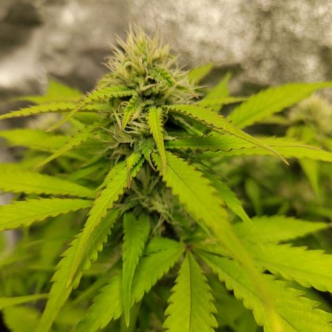 Gorilla Cookies Auto growlog timeline photo