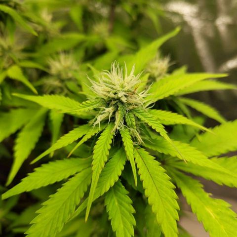 Gorilla Cookies Auto growlog timeline photo