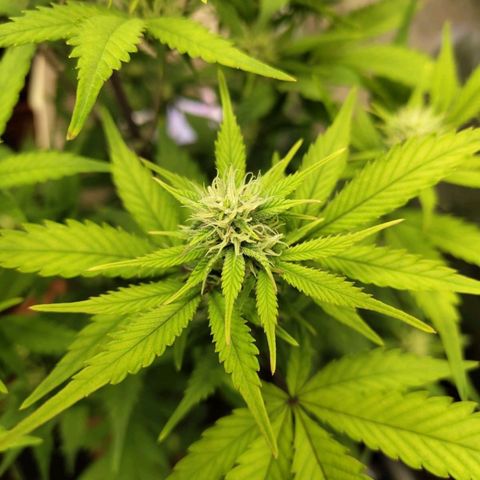 Grapefruit'matic growlog timeline photo