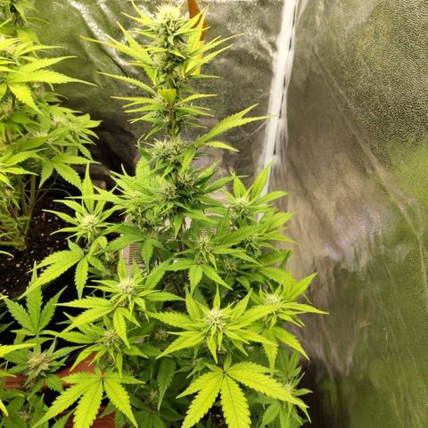 Grapefruit'matic growlog timeline photo