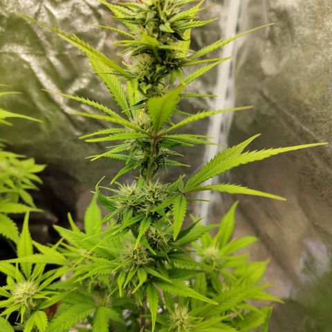 Grapefruit'matic growlog timeline photo