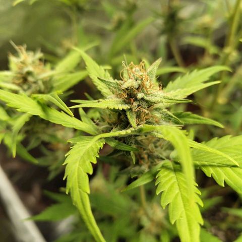 Lemon AK growlog timeline photo