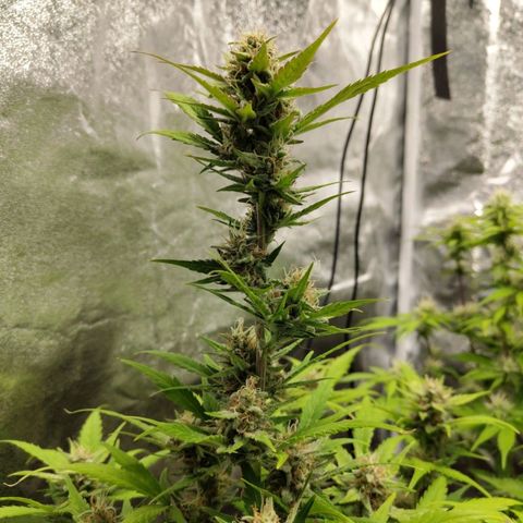 Lemon AK growlog timeline photo