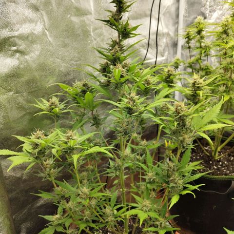 Lemon AK growlog timeline photo