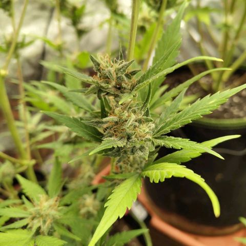 Lemon AK growlog timeline photo