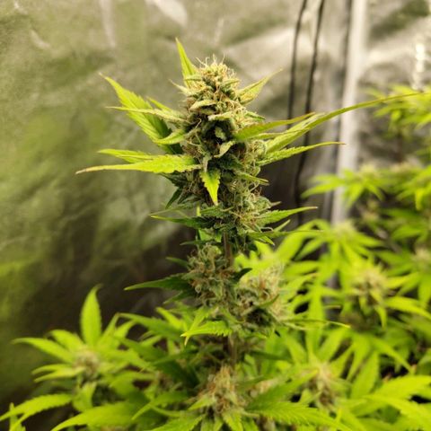 Lemon AK growlog timeline photo