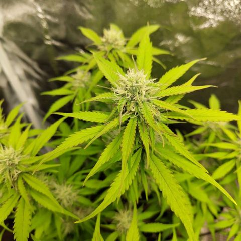 Gorilla Cookies Auto growlog timeline photo