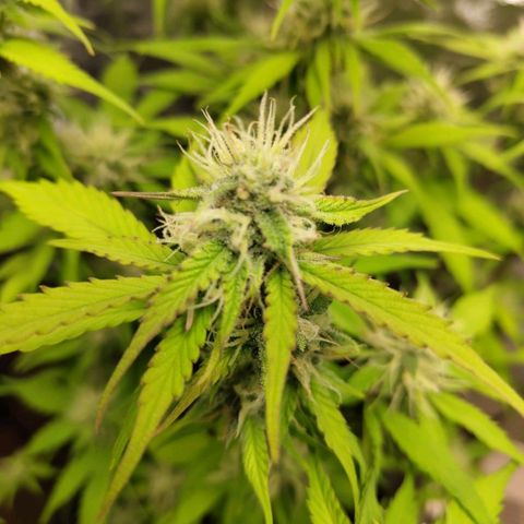 Gorilla Cookies Auto growlog timeline photo
