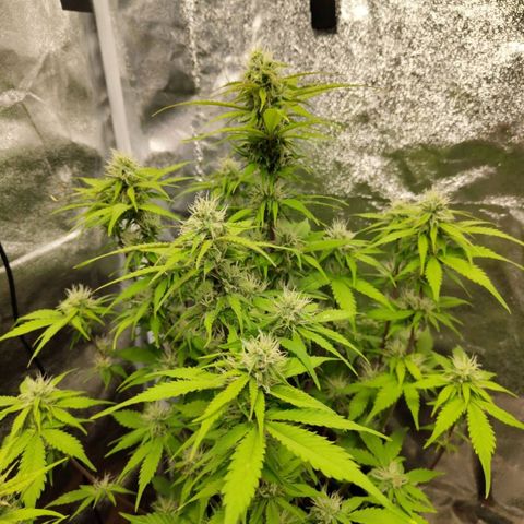 Gorilla Cookies Auto growlog timeline photo