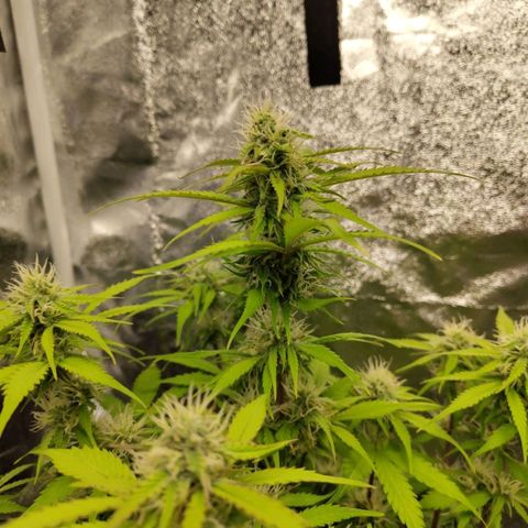 Gorilla Cookies Auto growlog timeline photo