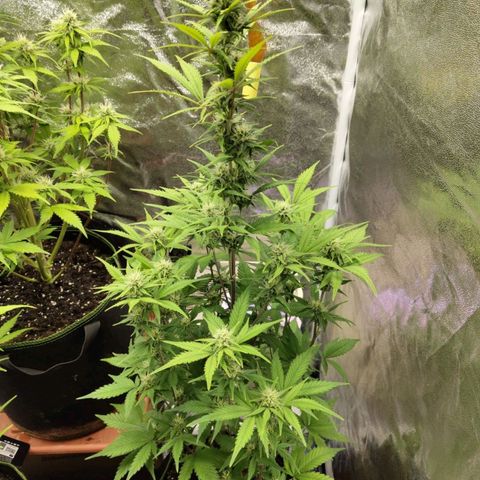 Grapefruit'matic growlog timeline photo