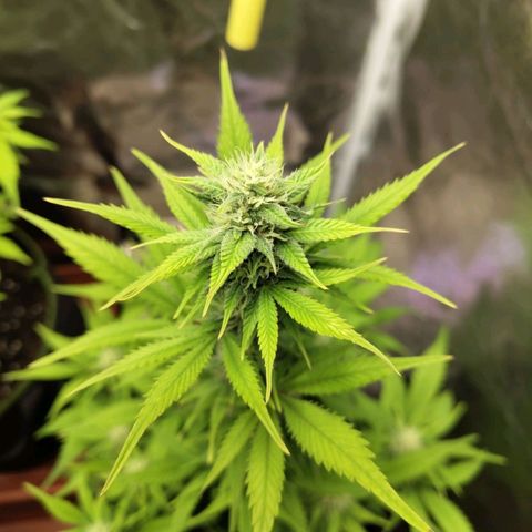 Grapefruit'matic growlog timeline photo